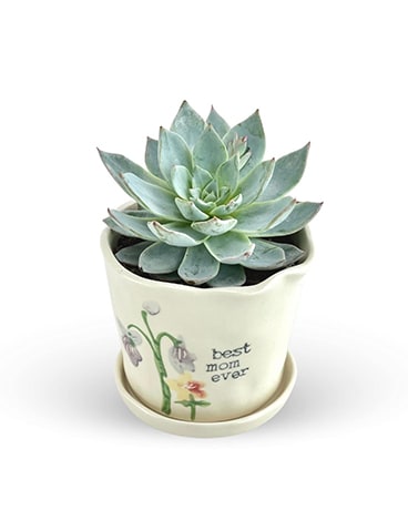 Best Mom Succulent